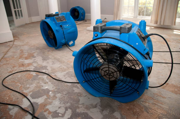Best Mold removal after water damage  in Roselawn, IN