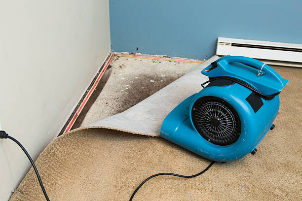 Reliable Roselawn, IN Water damage restoration Solutions